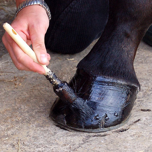Horse Hooves Treated with Pine Tar
